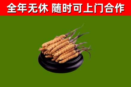 顺河回收散虫草