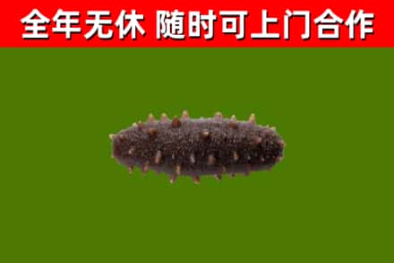 顺河回收海参干
